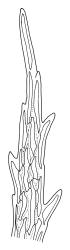 Ptychomnion aciculare, leaf apex. Drawn from P. Child s.n., 5 Mar. 1972, CHR 412908.
 Image: R.C. Wagstaff © Landcare Research 2018 